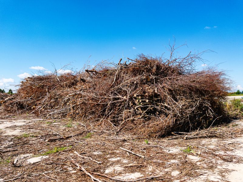 Wood Pile Removal detail