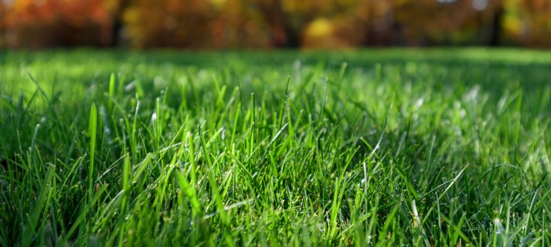 Seasonal Lawn Maintenance