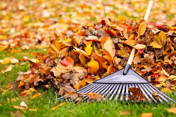 Cost of Leaves Removal in Danville