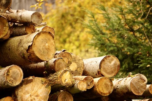 Cost of Wood Pile Removal in Danville