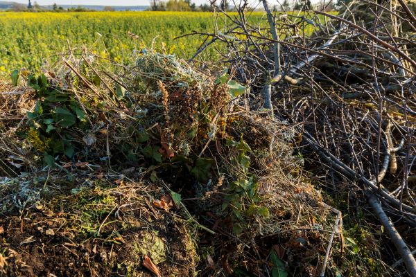 Cost of Brush Disposal in Danville