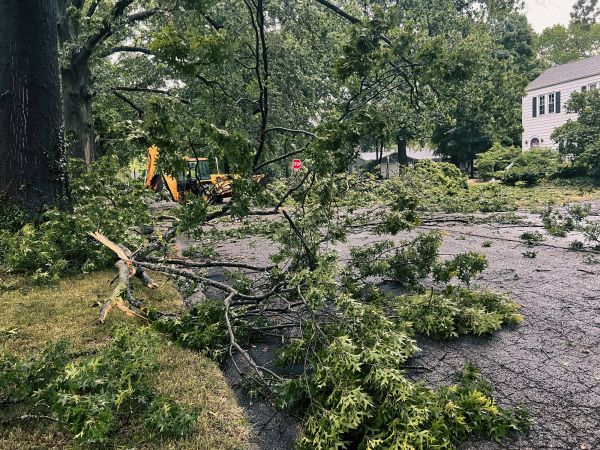 Cost of Tree Branch Disposal in Danville