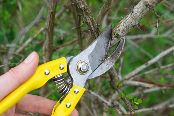 Cost of Limbs Removal in Danville