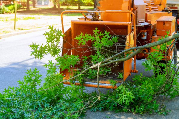 Cost of Tree Branches Removal in Danville