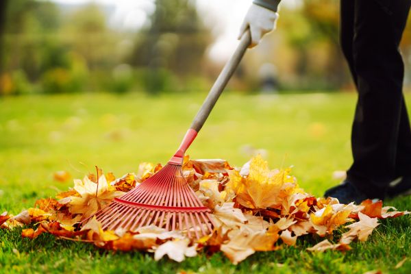 Cost of Ditch Leaf Removal in Danville