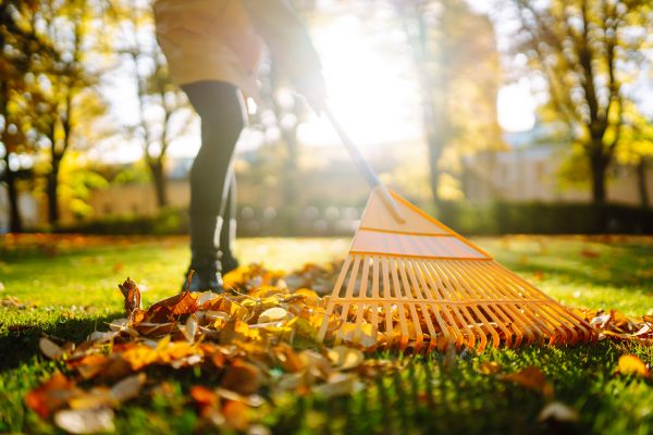 Cost of Leaves Raking in Danville