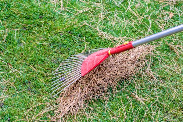 Cost of Yard Raking in Danville