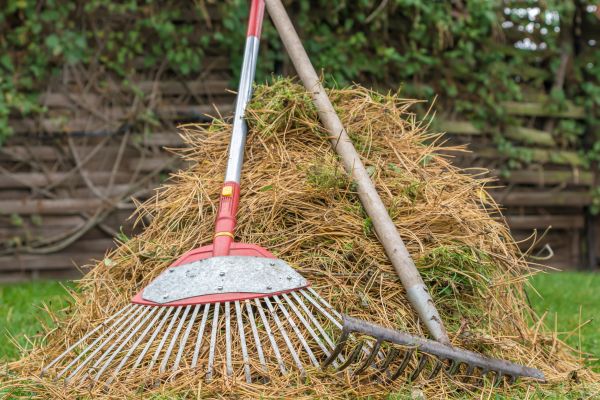 Pine Straw Clearing
