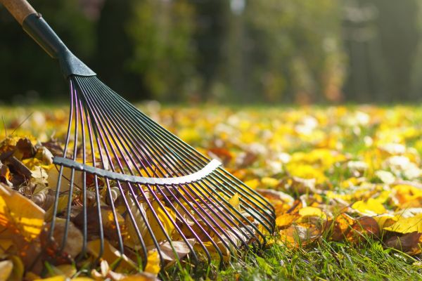 Leaf Removal Service