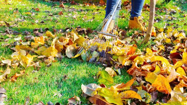 Cost of Lawn Cleanup Service in Danville