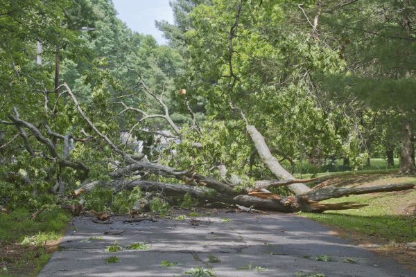 Cost of Tree Debris Removal in Danville